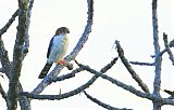 White-rumped Falcon